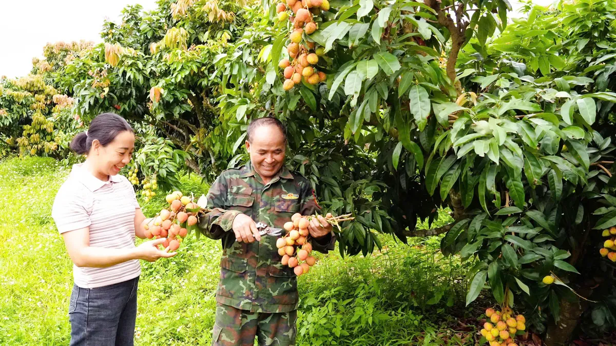 Bắc Ninh: Doanh thu từ vải thiều và dịch vụ phụ trợ đạt hơn 9.000 tỷ đồng